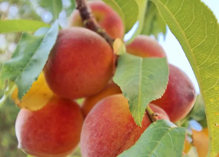 Διαμέρισμα Bacic *